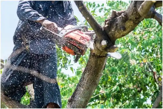 tree services Garza-Salinas II